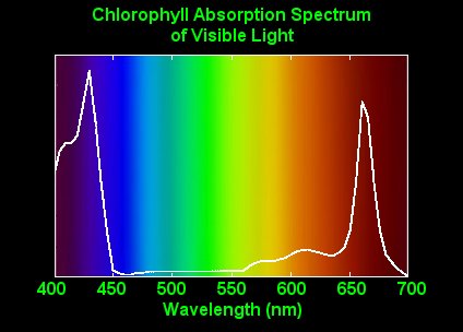 Chlorophyll