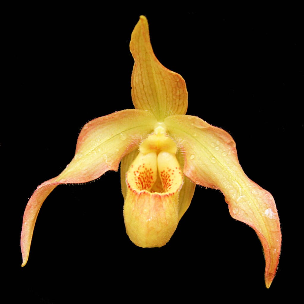 Phragmipedium Franz Glanz